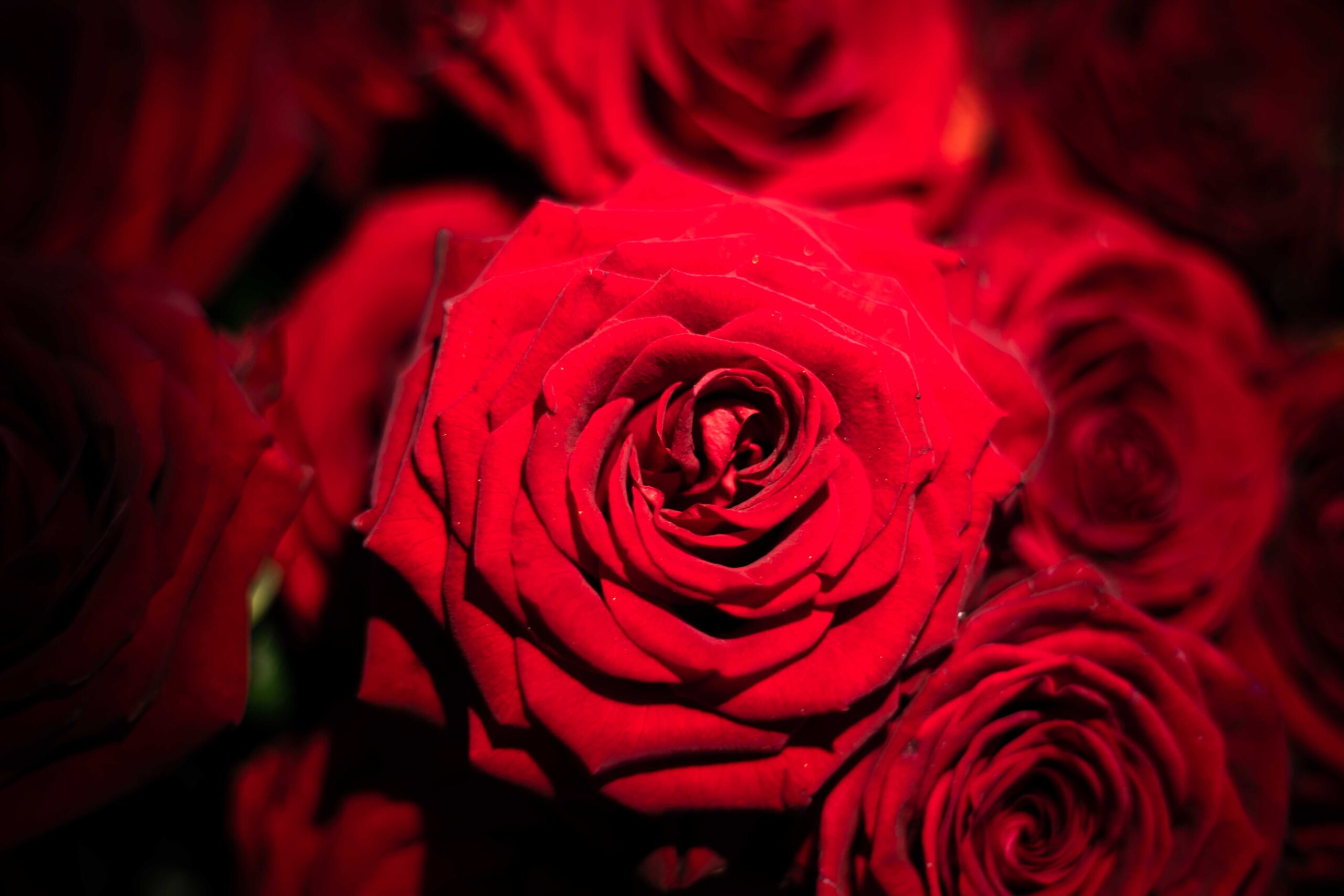 Eine Nahaufnahme von leuchtend roten Rosen, mit einer zentralen Rose in der Schärfe und anderen, weich verschwommen im Hintergrund. Die Blütenblätter haben eine reiche, samtige Textur, die die Schönheit und Tiefe der Blumen hervorhebt.
